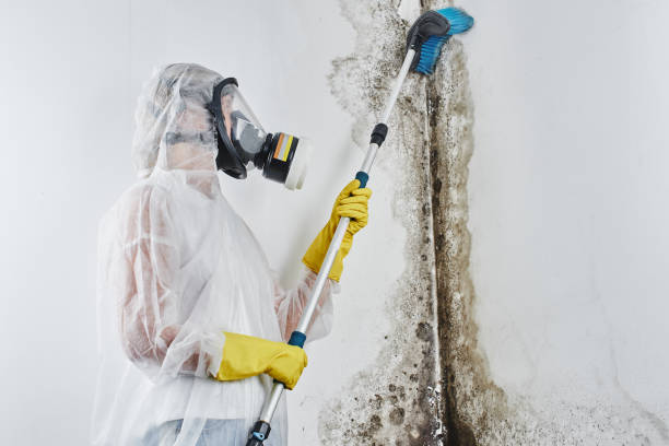 Insurance-Related Mold Remediation