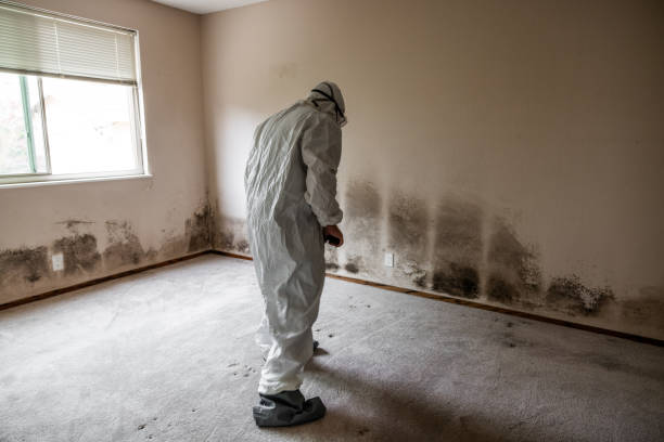 Best Commercial Mold Remediation in Freeport, FL